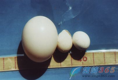 最大正常的鸽蛋与最小的不正常蛋（直径3公分与直径1.5公分对比）对比